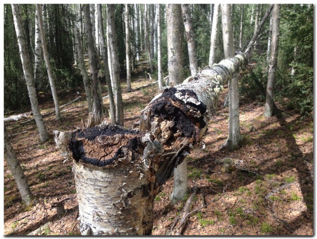 Wild Alaska Chaga Fallen Birch Tree